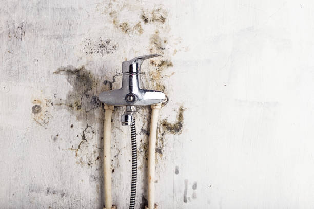 Best Professional Mold Removal  in Fern Acres, HI