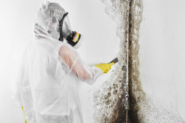 Best Crawl Space Mold Removal  in Fern Acres, HI
