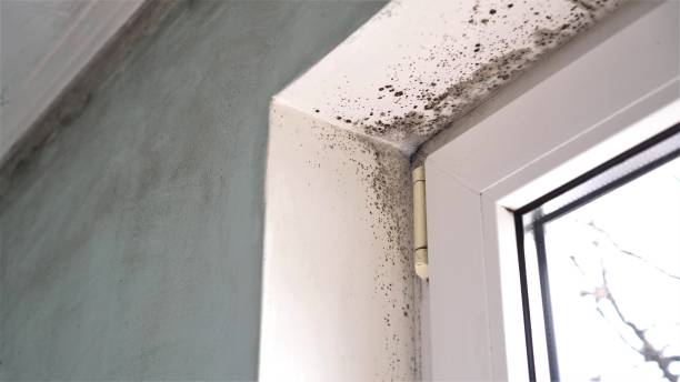 Best Certified Mold Removal  in Fern Acres, HI