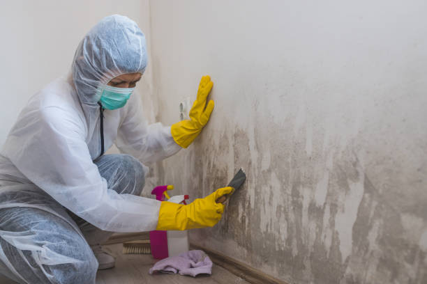 Best Office Mold Removal Services  in Fern Acres, HI