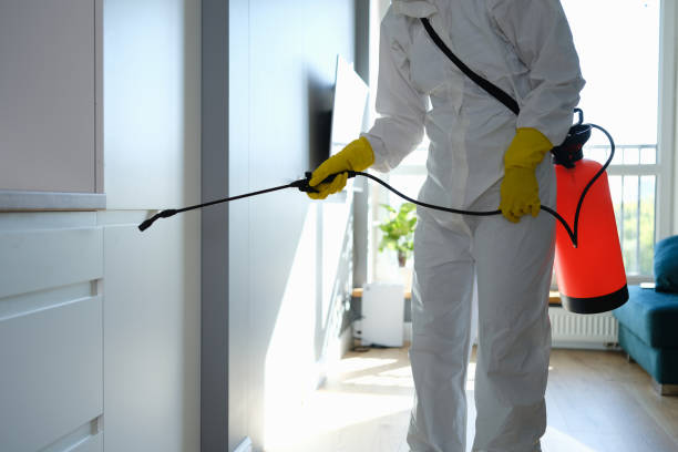 Trusted Fern Acres, HI Mold Removal Experts