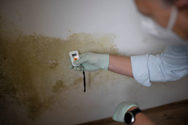 Best Same-Day Mold Removal  in Fern Acres, HI