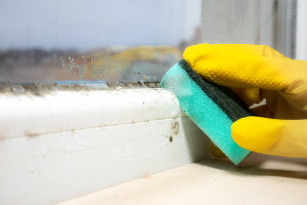 Certified Mold Removal in Fern Acres, HI