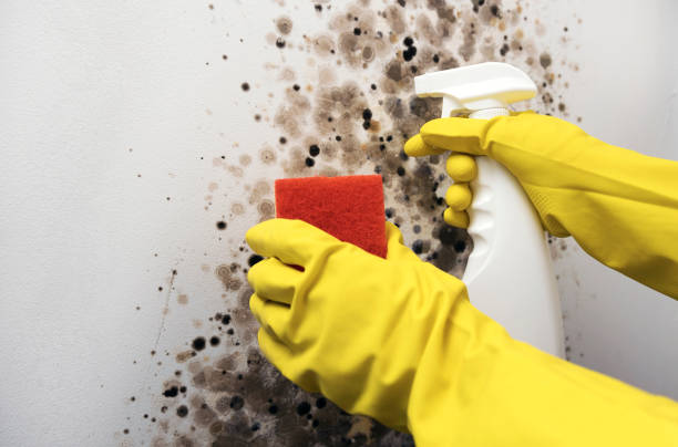 Best Mold Removal Company Near Me  in Fern Acres, HI