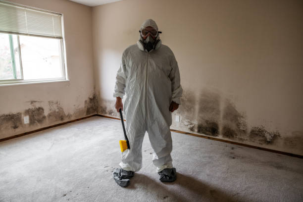 Mold Testing and Removal in Fern Acres, HI