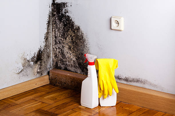 Best Mold Damage Repair  in Fern Acres, HI