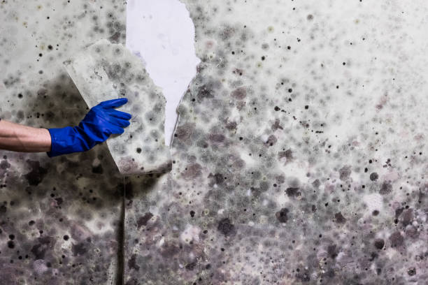 Best Toxic Mold Removal  in Fern Acres, HI