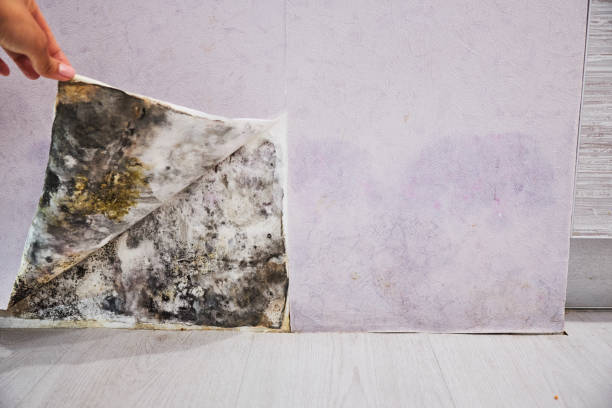 Best Professional Mold Removal  in Fern Acres, HI